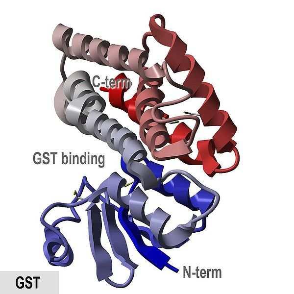Obr. 9 Chemická struktura GST (Glutathione S-transferase - Wikipedia, the free encyclopedia [online]) 2.3.1.