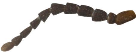 Lamellipalpodes
