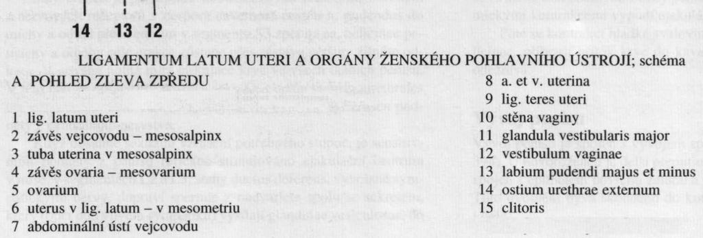 Pohlavní orgány ženy,