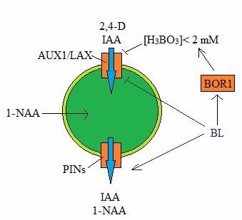 Obr. 7 Model vlivu boru a modrého světla na transport auxinu do/z buňky. Bor ve vyšších koncentracích inhibuje činnost transportního systému AUX1/LAX.