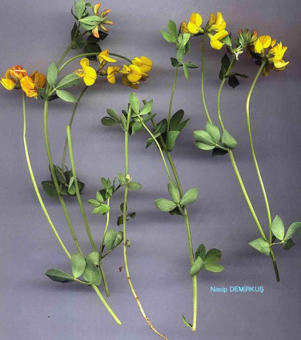 Lotus corniculatus L. subsp.