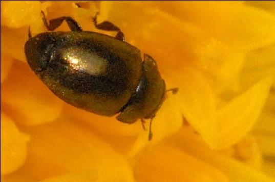 vázané pouze koncovky jsou: čeleď -idae (např.