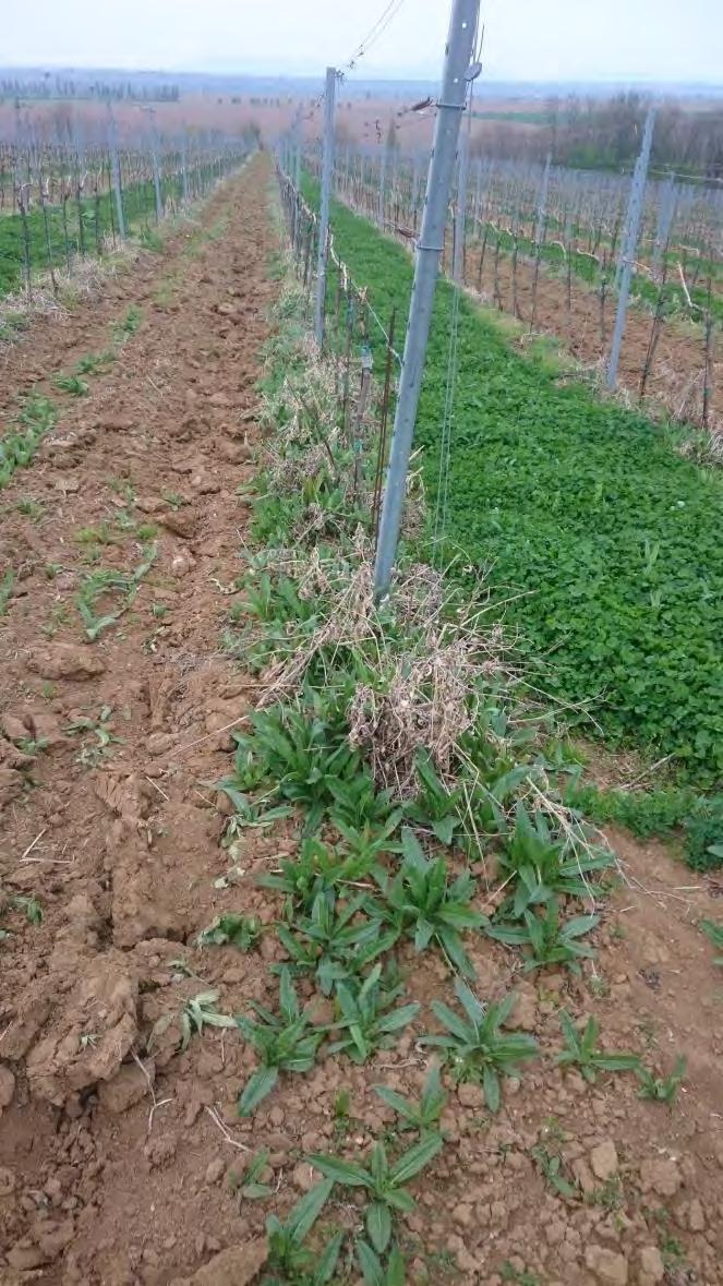 Rumex
