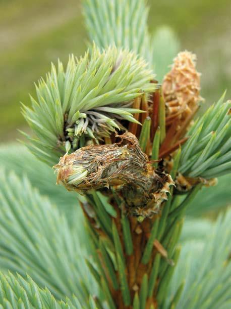 The infection is initiated by conidia (k) and probably ascospores in summer (a), first brownish lesions are usually visible in following spring (at the left side), the