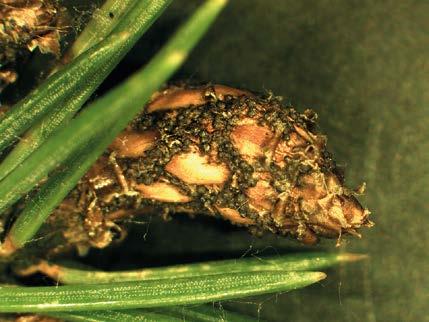 The pathogen overwinters and develops the sexual stage (PS, below) producing ascospores next year Obr. 1: Kloubnatka smrková na smrku pichlavém.