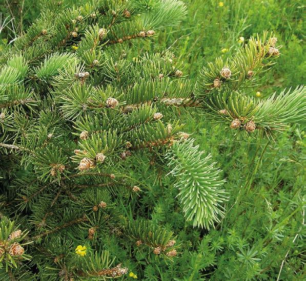 (G) Most part of buds is killed in advantageous stage of the disease, the older classes