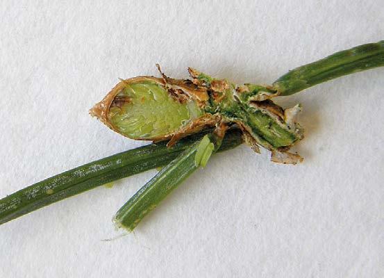 right). (E) Dead terminal buds covered by fruit bodies of the pathogen.