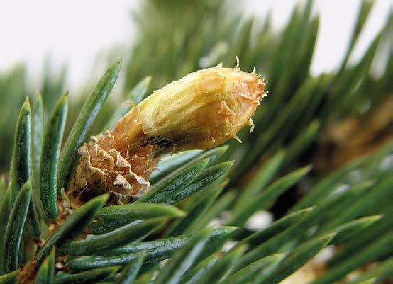 creation of adventitious buds, proliferation of new twigs in changed directions and