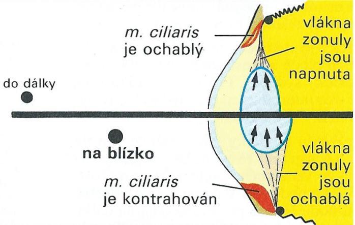 4 ZRAK Zevní vazivovou vrstvu tvoří bělima (sclera) a rohovka (cornea). Bělima, jež má rozsah přibližně 5/6 povrchu, udržuje tvar bulbu a poskytuje mu i mechanickou ochranu.
