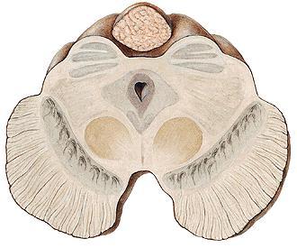 Střední mozek příčný řez glandula pinealis Ncl.