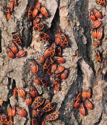 Životní prostředí a zdraví Příroda Říčanska Ruměnice pospolná Pyrrhocoris apterus Před několika lety, na jaře, jsem si všiml paní, která na zahradě rozprašovala jed na hubení hmyzu.