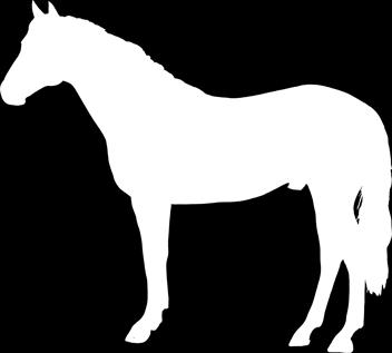 Kůň Kůň domácí (Equus caballus)