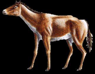 Evoluce Evoluce koně je jedna z nejlépe zdokumentovaných evolucí.