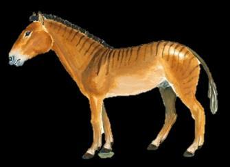 Kůň se vyvíjel v Severní Americe, odkud později přecházel přes tzv.