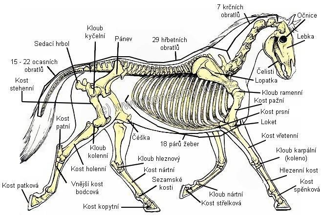 Vzhled a stavba těla Výška a váha koní závisí na