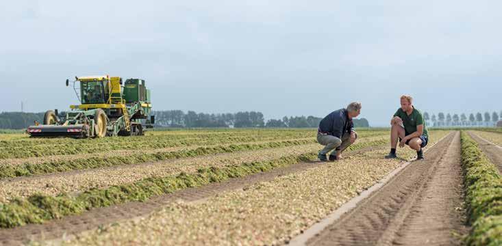 Odrůda Ranost Výnos Slupka Skladovatelnost sazečka cibule pro přezimování Pevnost Odolnost kvetení Obsah sušiny Radar 17,0 80 5,0 5,0 5,0 ++ 11,5 Troy 14,5 90 6,5 6,0 6,0 ++ 14,2 Electric 16,0 80 5,0