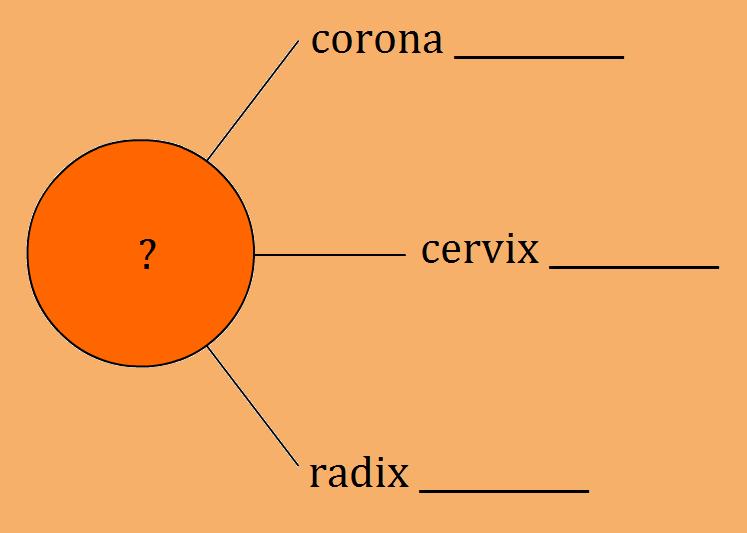 DRUH) dentium ileum