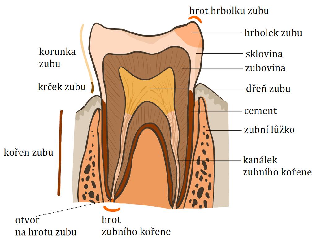 7) S pomocí slovíček v rámečcích a českých popisků na obrázku 6 vytvořte latinské dvouslovné/trojslovné termíny pro označení částí zubu. Použijte vždy jedno slovo z každého rámečku.