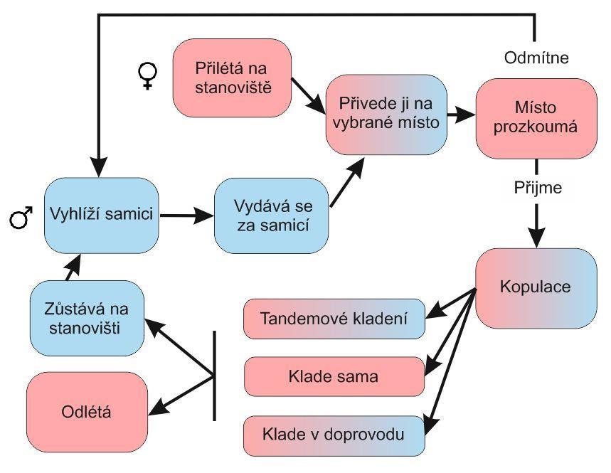 rozpojí, samec může samici při kladení hlídat a případně ji bránit před ostatními dotírajícími samci (Dolný et al. 2007).