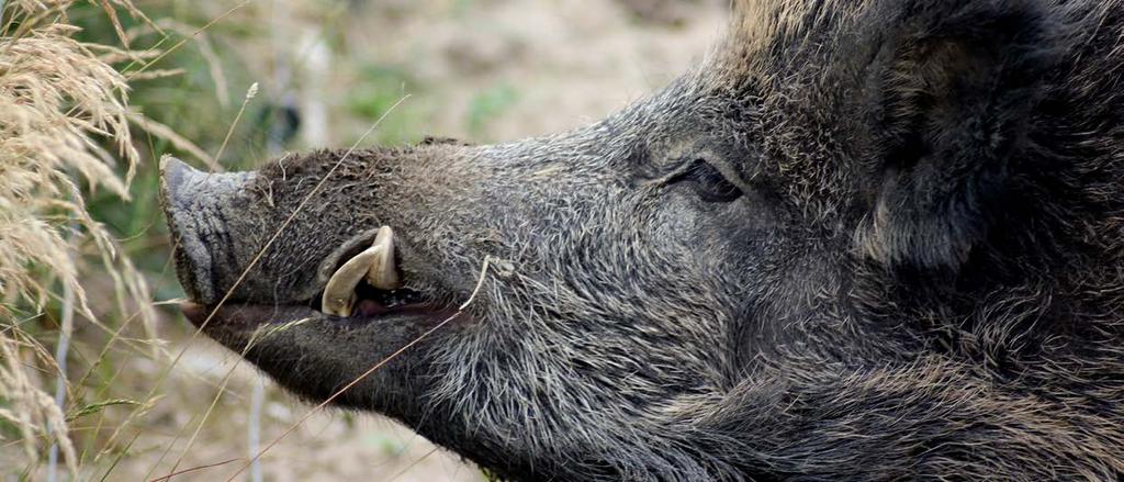 ZOO Tábor v číslech ZOO Tábor v roce 2018 v celkových číslech Účetní hodnota dlouhodobého hmotného majetku Tržby Dary provozní EKOSPOL Dary provozní ostatní Dary do veřejné sbírky EKOSPOL Dary do