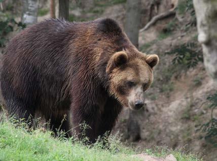 Na podzim jsme do sousedního výběhu, který je v případě potřeby spojitelný, přestěhovali i samce z horní části zoo.