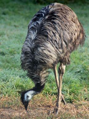 (Anser indicus).