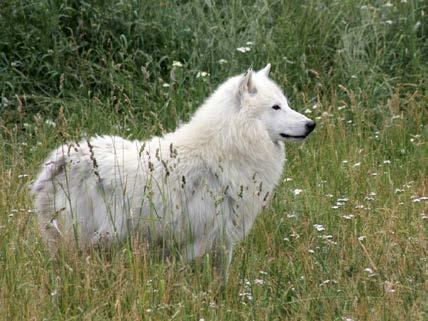 byla v Táboře deponovaná zoologickou zahradou ve Dvoře Králové.