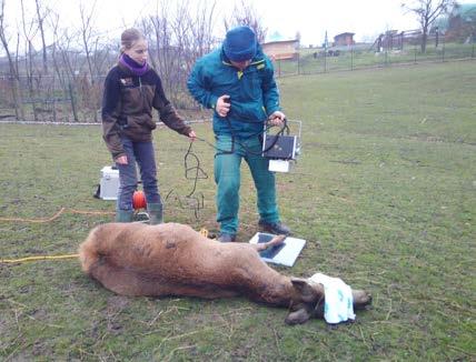 Martin Pán Z provedené veterinární činnosti v roce 2018 lze jmenovat: Terapie sarkoidů u českého teplokrevníka U samice lva pustinného byly pozorovány příznaky onemocnění urogenitálního aparátu.
