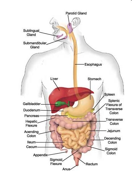 Podpořeno grantem FRVŠ 524/2011 Gastrointenstinální trakt Gaster -