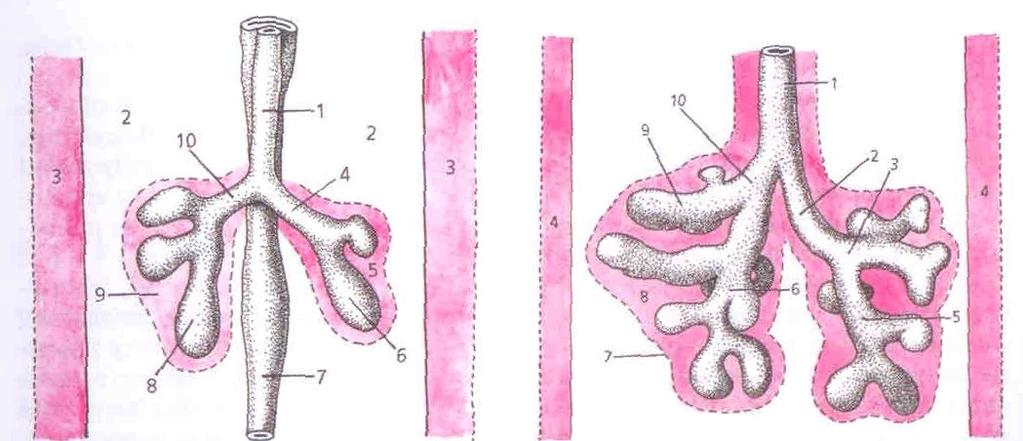 Větvení bronchiolů Splanchnopleura (mezenchym) -