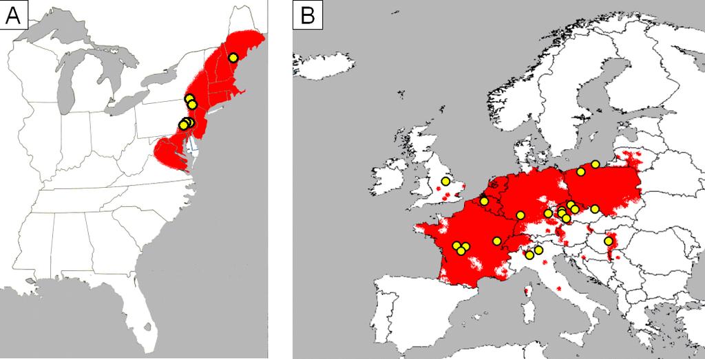 Figure 1. Distribution of O. limosus in the USA (A) and Europe (B) (Souty-Grosset et al., 2006; Bouchard et al.