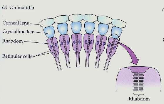 Úloha cytoskeletu v signálních