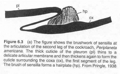 S exoskeletem