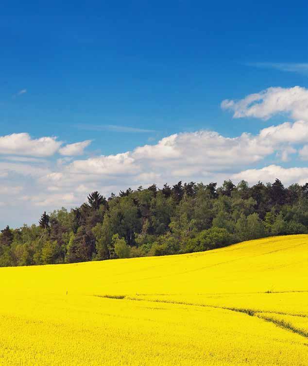 (Ne)bezpečně výnosná linie STŘEDNĚ RANÁ LINIE = 720.