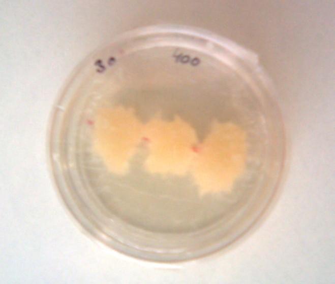 6. Naměřené vzorky Tyto Petriho misky se vzorky tkání smrku s různou kontaminaci Pb (0, 100, 200, 300, 400, 500, 600, 700, 800, 900, 1000 mg/l)