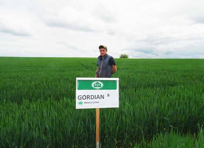 16 Reference z praxe: Gordian je naše velmi oblíbená odrůda, kterou pěstujeme již 3. rokem. V suchém roce 2018 jsme porost drželi pouze na 120 kg dusíku a jen jednom fungicidním ošetření.