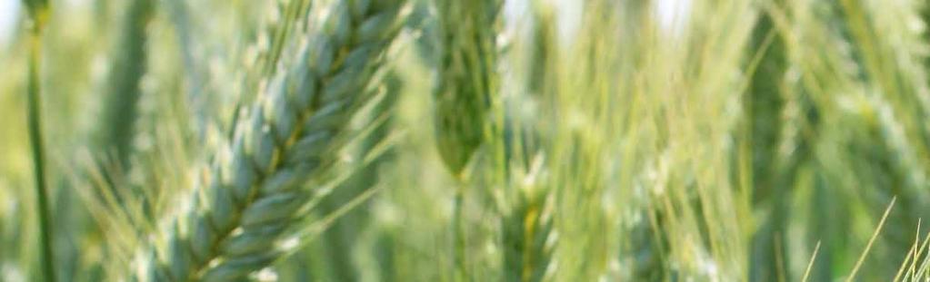 26 Charakteristika odrůd, pěstitelská doporučení Odrůda Ranost Vzrůst (cm) HTZ (g) Odnoživost Setí po obilnině Setí po kukuřici Potřeba regulace růstu Doporučená intenzita pěstování Pšenice ozimá