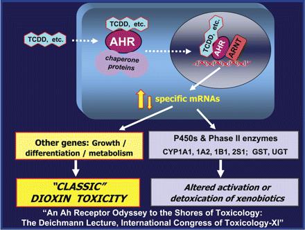 30 Obr. 9 Aktivace Ah-receptoru Převzato z: http://toxsci.oxfordjournals.org/content/98/1/5.full 3.