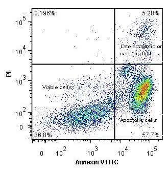 2a Značené apoptotické buňky (apoptóza indukovaná camptothecinem) Obr. 2a Označené apoptotické bunky (apoptóza indukovaná camptothecinom) Fig.