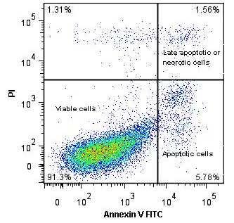3 Histogram of positive and negative cells. Blue line untreated and stained cells Red line CAMPTOTHECIN treated and stained cells Obr.