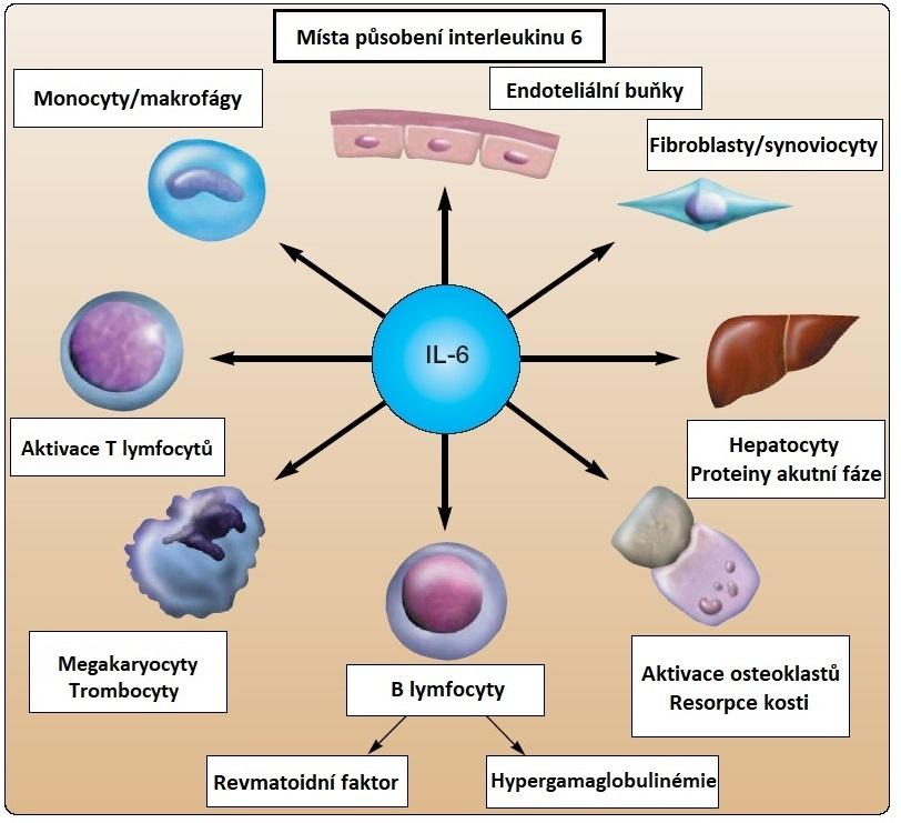 Obrázek č. 4: Místa působení IL-6. Převzato a upraveno ze zdroje: http://www.remedia.cz/okruhytemat/revmatologie/biologicka-lecba-revmatoidni-artritidy-a-dalsich-revmatickych-onemocneni/8-1pam.