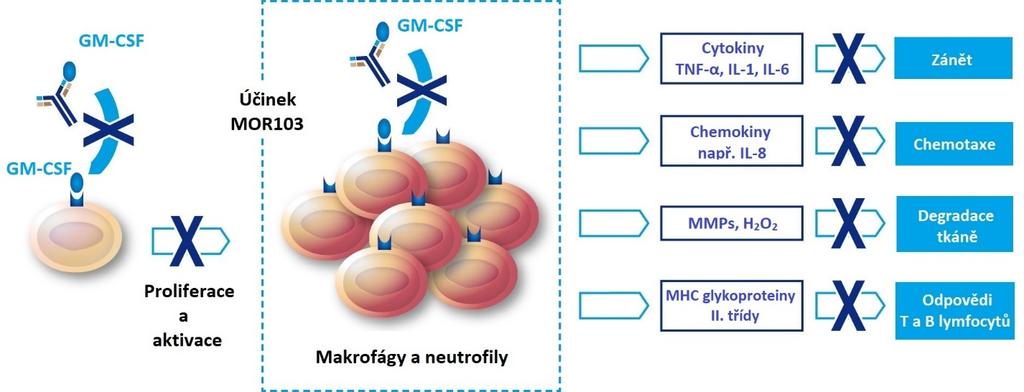 Obrázek č. 5: MOR103 neutralizuje GM-CSF, čímž dochází ke snížení proliferace a aktivace makrofágů a neutrofilů. Také zasahuje do několika patofyziologických drah u preklinických modelů RA.