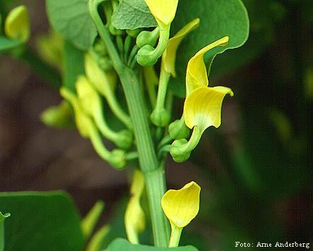 Asarum