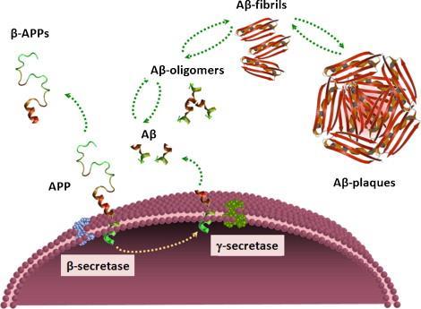 Obr. 11 Obrázek znázorňuje štěpení APP sekretasami v buněčné membráně a uvolňování Aβ.