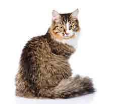 3 + 1 CAT GRAIN FREE Calibra Cat Superpremium je řadou hypoalergenních krmiv, u které byl při vývoji kladen důraz na přirozenou stravu koček.