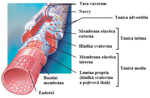 komplexními spoji. Jejich zastoupení je nejčetnější v arteriích. Typickou strukturou pro endotelie jsou tyčinkovité inkluze, tzv. Weibel-Paladeho tělíska.