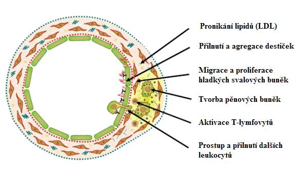 Cholesterol může být kromě vychytávání lipidy transportován pomocí přenašečů ABCA-1 a ABCG-1 do mimobuněčného prostoru, kde se naváže na HDL akceptor apolipoprotein E.