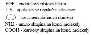 5 P - SELEKTIN P-selektin (CD62P) je adhezní molekula, patřící do skupiny selektinů (P-selektin, E- selektin, L-selektin). Její struktura je znázorněna na obrázku 8.