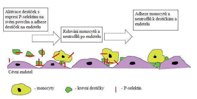 destiček nebo na endotelu exprimován rovněž P-selektin. Tato exprese trvá jen chvíli, kulminuje po 10 min a odeznívá do 3 hodin.