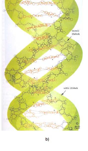 uhlíkovému atomu pentosy přes β-n-glykosidickou vazbu. Zbytek kyseliny fosforečné je vázán na pátý uhlík pentosy vazbou esterovou.